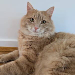 Picture of Nacho