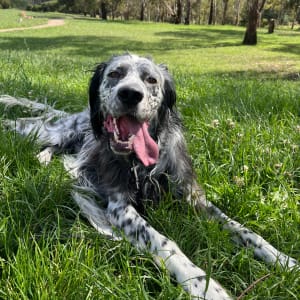 Picture of Murphy