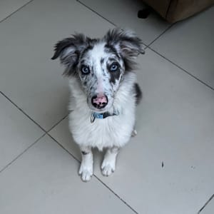 Picture of Arya