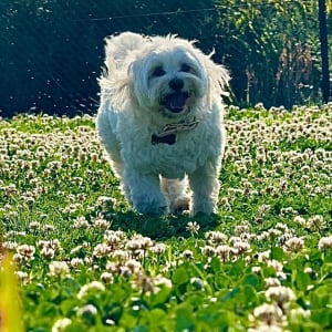 Picture of Tuca