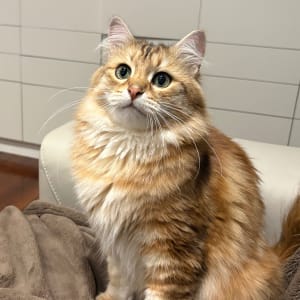Picture of Zarina
