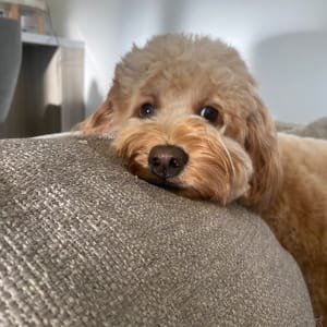 Picture of Luna
