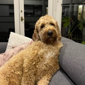 Picture of Charlie
