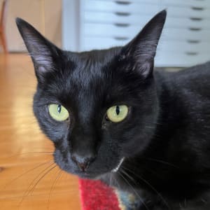 Picture of Jet