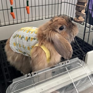 Picture of Star