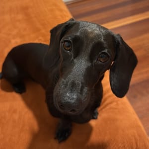 Picture of Percie