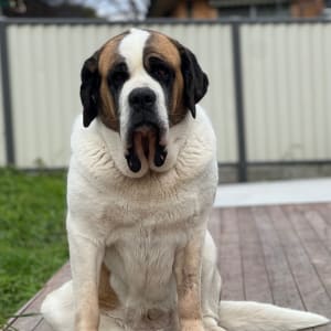 Picture of Darcy