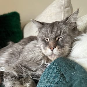Picture of Harvey