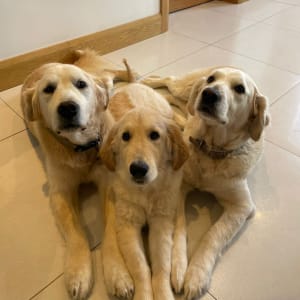 Picture of Oscar, Bailey, Milo
