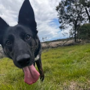 Picture of Midnight