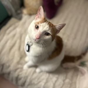 Picture of Gus {August Honey Mustard iii)