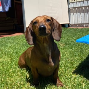 Picture of Ziggy