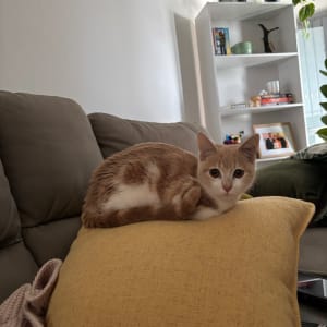 Picture of Biscoff