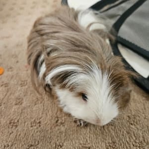 Picture of Multiple guinea pigs