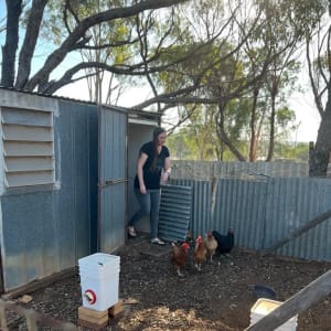 Picture of Multiple Chickens