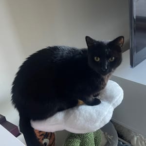 Picture of Spike
