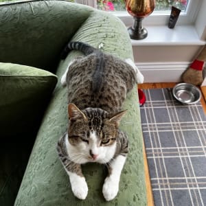 Picture of Tigger