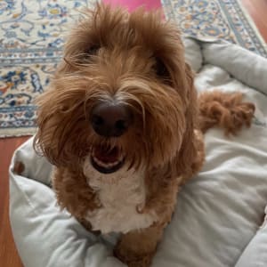 Picture of Phoebe