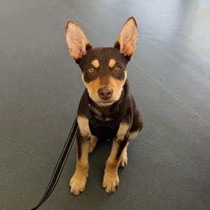 Picture of Gus