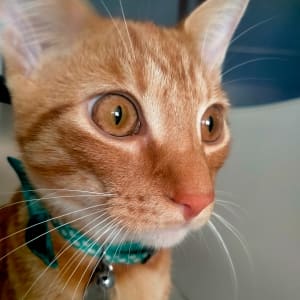 Picture of Oliver