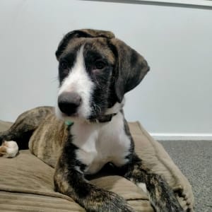 Picture of Maverick