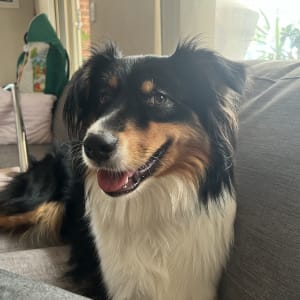 Picture of Millie