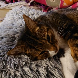Picture of Lilly