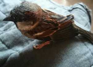 Picture of Birdie