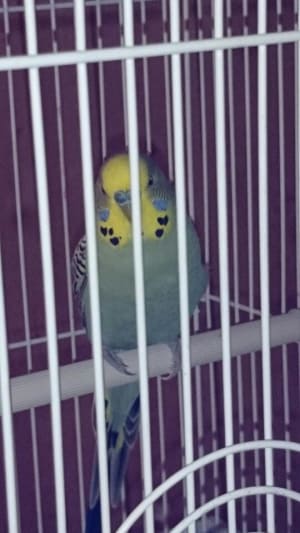 Picture of Budgie