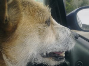 Picture of Buddy Loves Hugs and Kisses