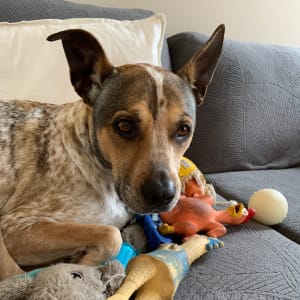 Picture of Rosie