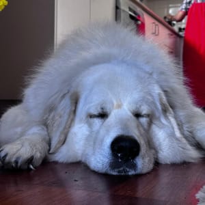 Picture of Tyson
