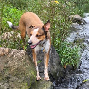 Picture of Bindi