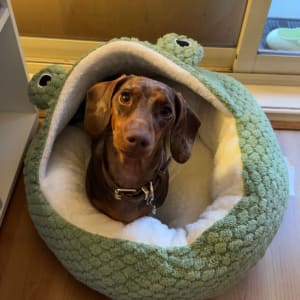 Picture of Alfie