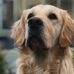Picture of Luna