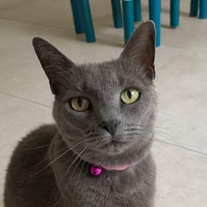 Picture of Neko-chan