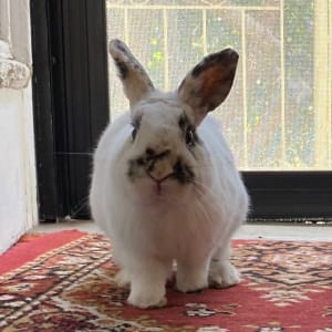 Picture of Pyon-chan