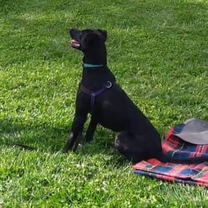 Picture of Maizie