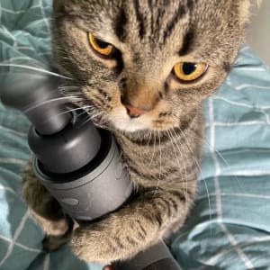Picture of miaomiao