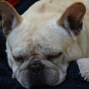 Picture of Dou bao