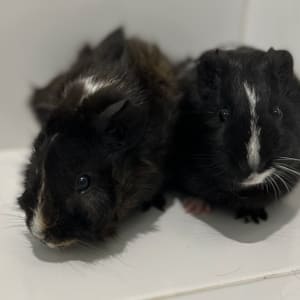 Picture of Bruce and Zeus