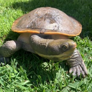Picture of Summer - Murray River Turtle