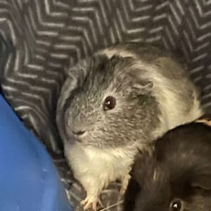 Picture of Templeton