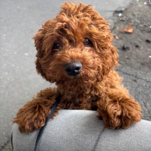 Picture of Frankie