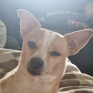 Picture of Rusty