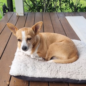 Picture of Peanut