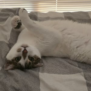Picture of Snickers