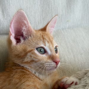 Picture of Yo-chi