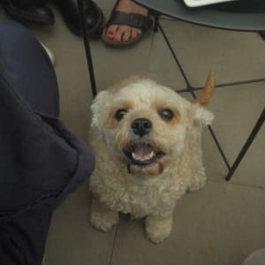 Picture of Fizz