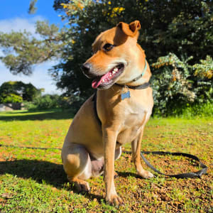 Picture of Pocco